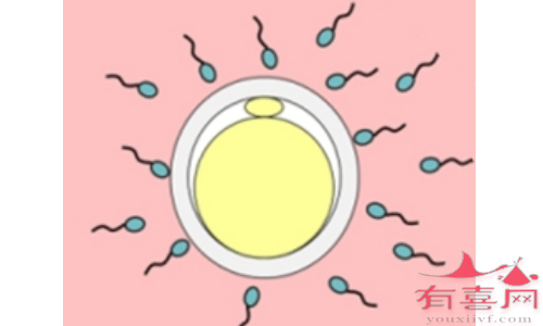 合肥合法供卵医院有哪些-精子和卵子刚刚结合有哪些迹象？